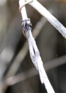 Elattyoneura glauca. Common Threadtail.