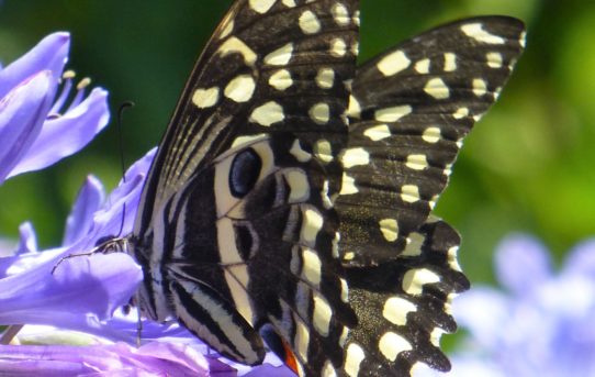Papilio demodocus demodocus. Citrus Swallowtail.