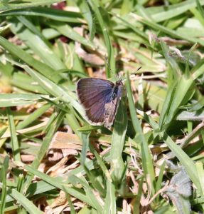 Azanus ubaldus. Velvet-spotted Blue.