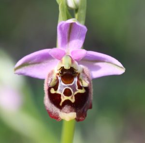 Ophrys holoserica. ssp. helios.
