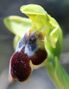 Ophrys fusca ssp.cressa.