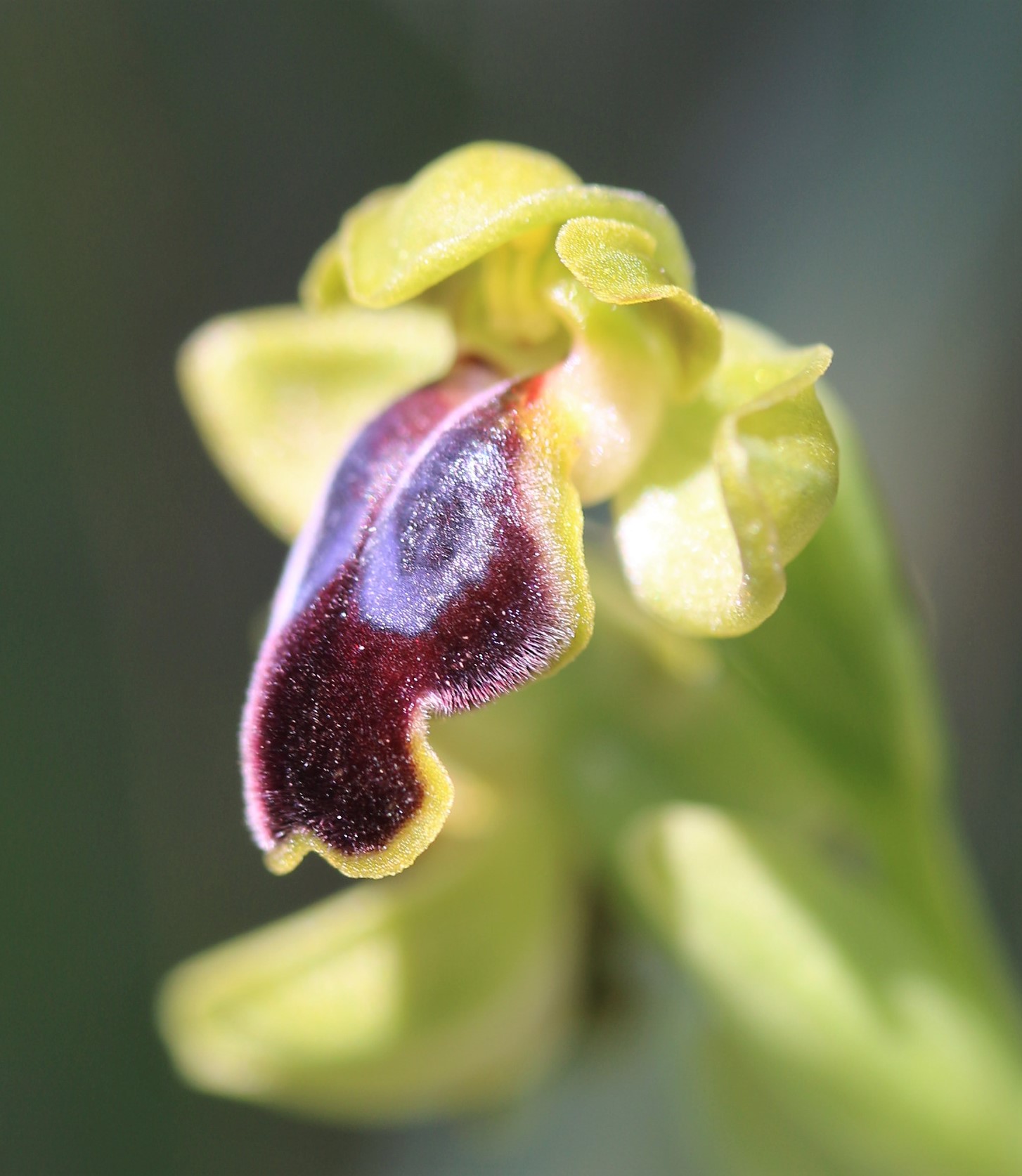 Ophrys fusca ssp.creticola.