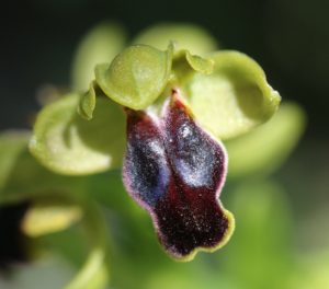 Ophrys fusca ssp.creticola.