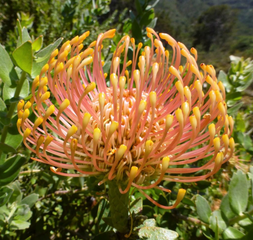 Leucospernum conocarpodendron. Flora, Proteaceae (Proteas)