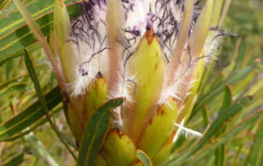 Protea longifolia.