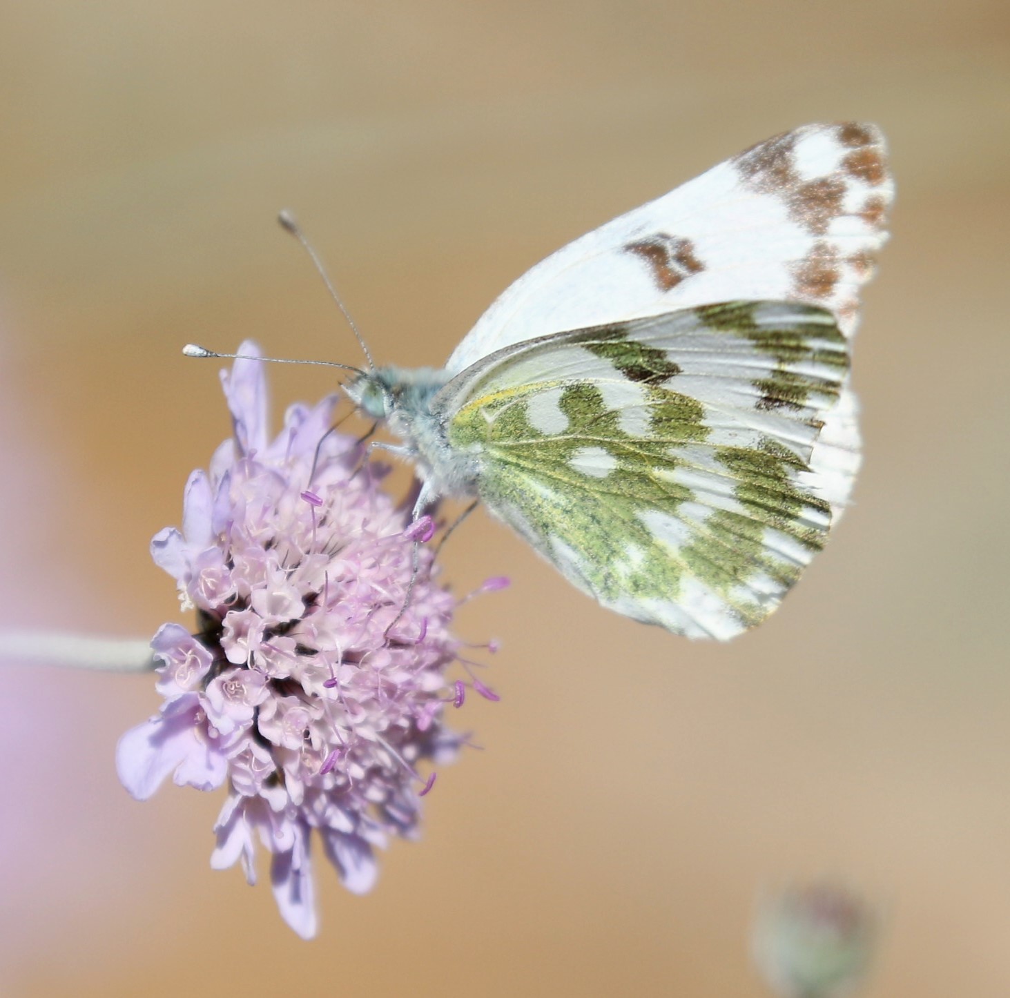 Euchloe ausonia. Eastern Dappled White.