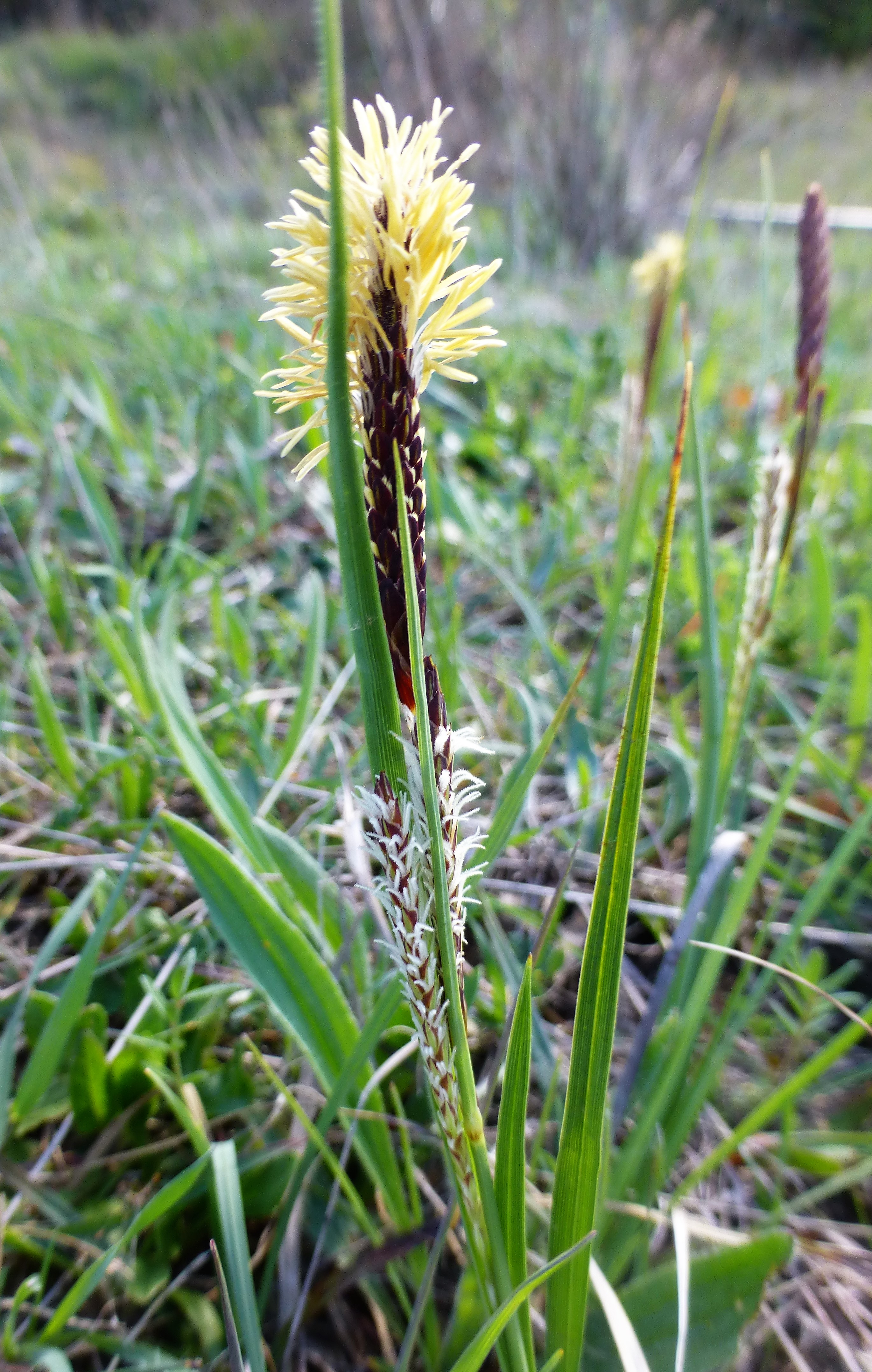 Carex hallerana.
