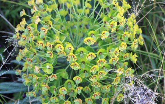 Euphorbia characias.