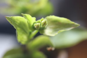 Tredescantia fluminensis.