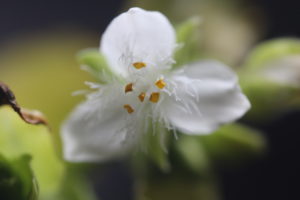 Tredescantia fluminensis.