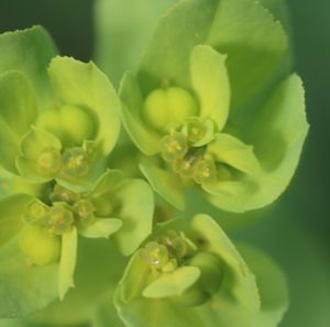 Euphorbia helioscopis.