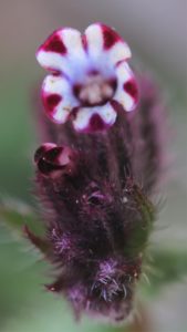 Anchusa variegata.