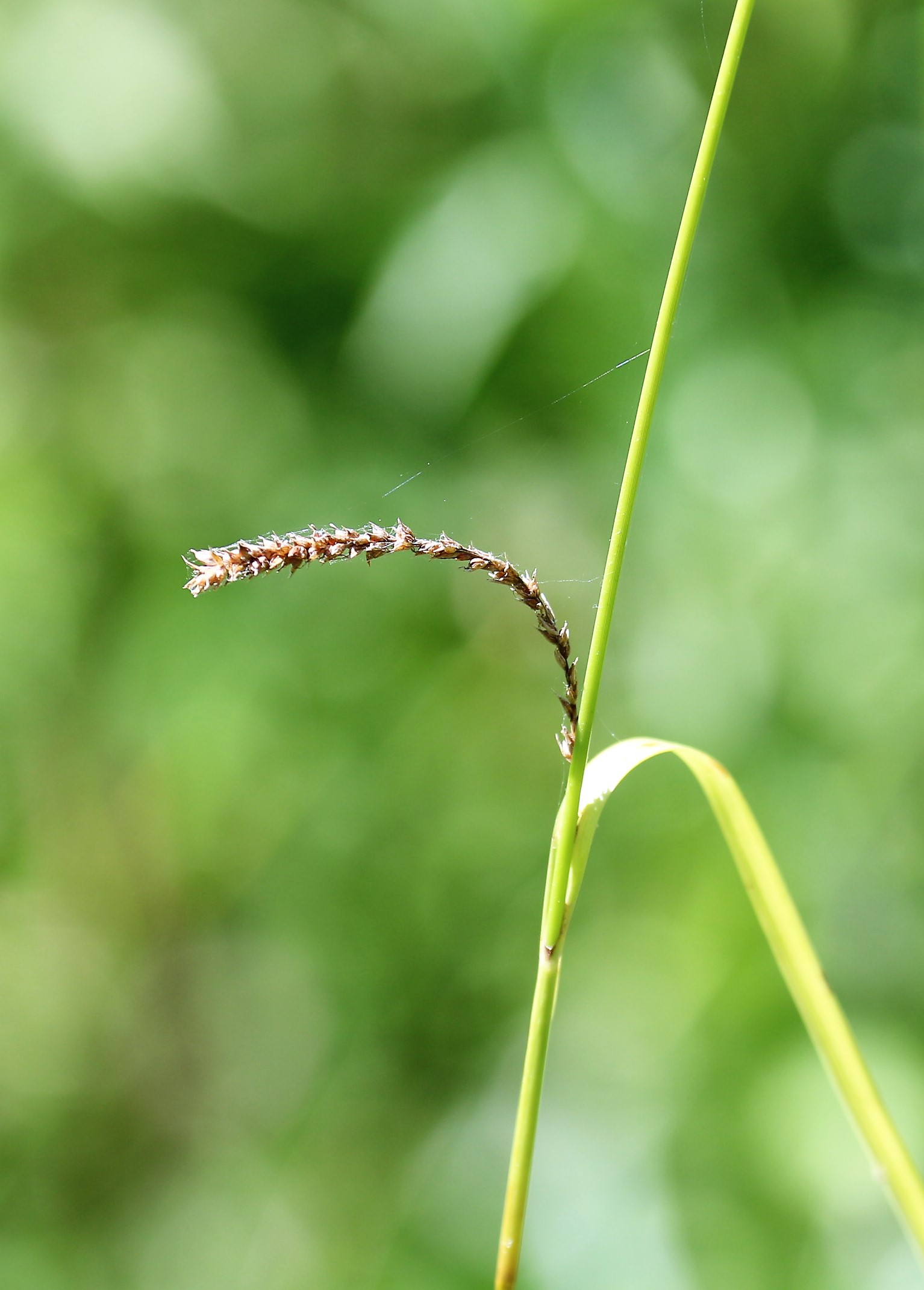Carex acuta.