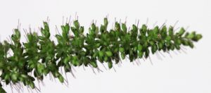 Setaria viridis.