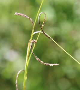 Carex acuta.
