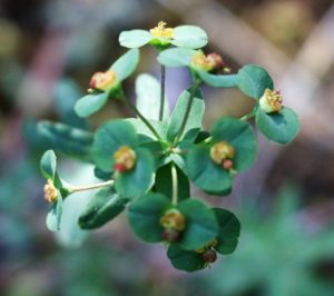 Euphorbia platyphyllos.