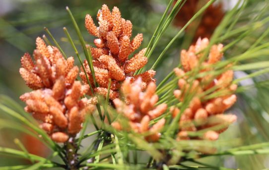 Pinus halepensis.