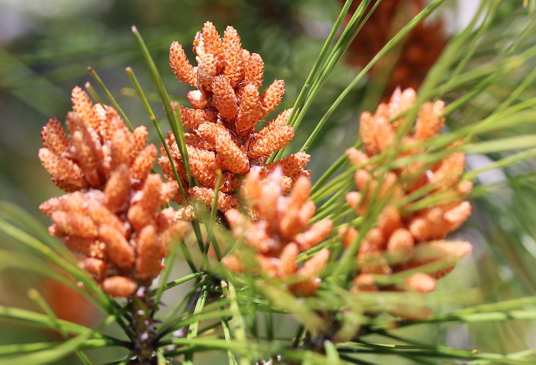 Pinus halepensis.