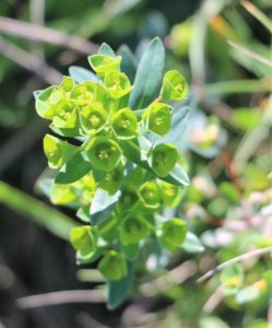 Euphorbia apios.