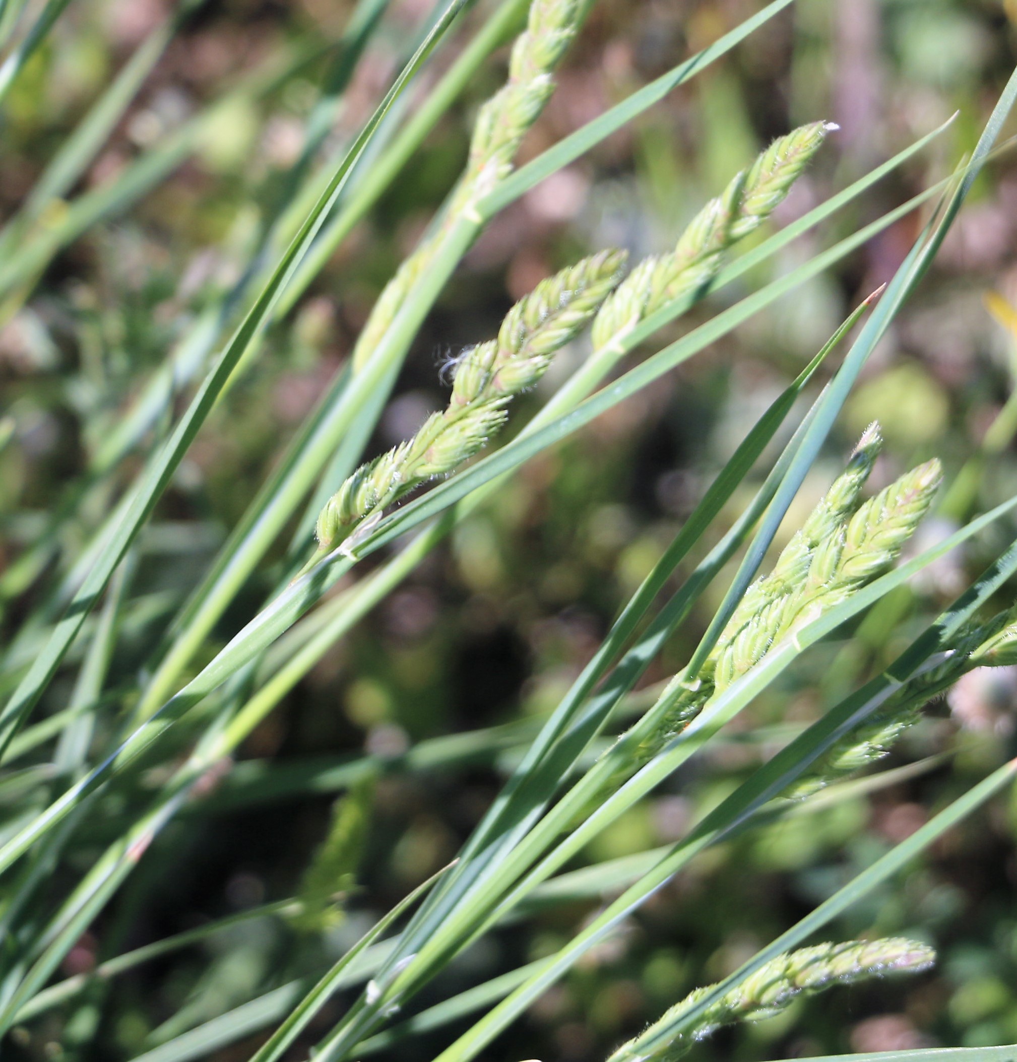 Brachypodium retusum.