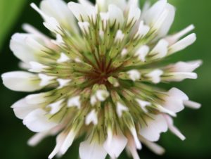 Trifolium repens.