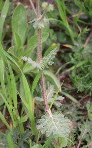 Salvia verbenaca.