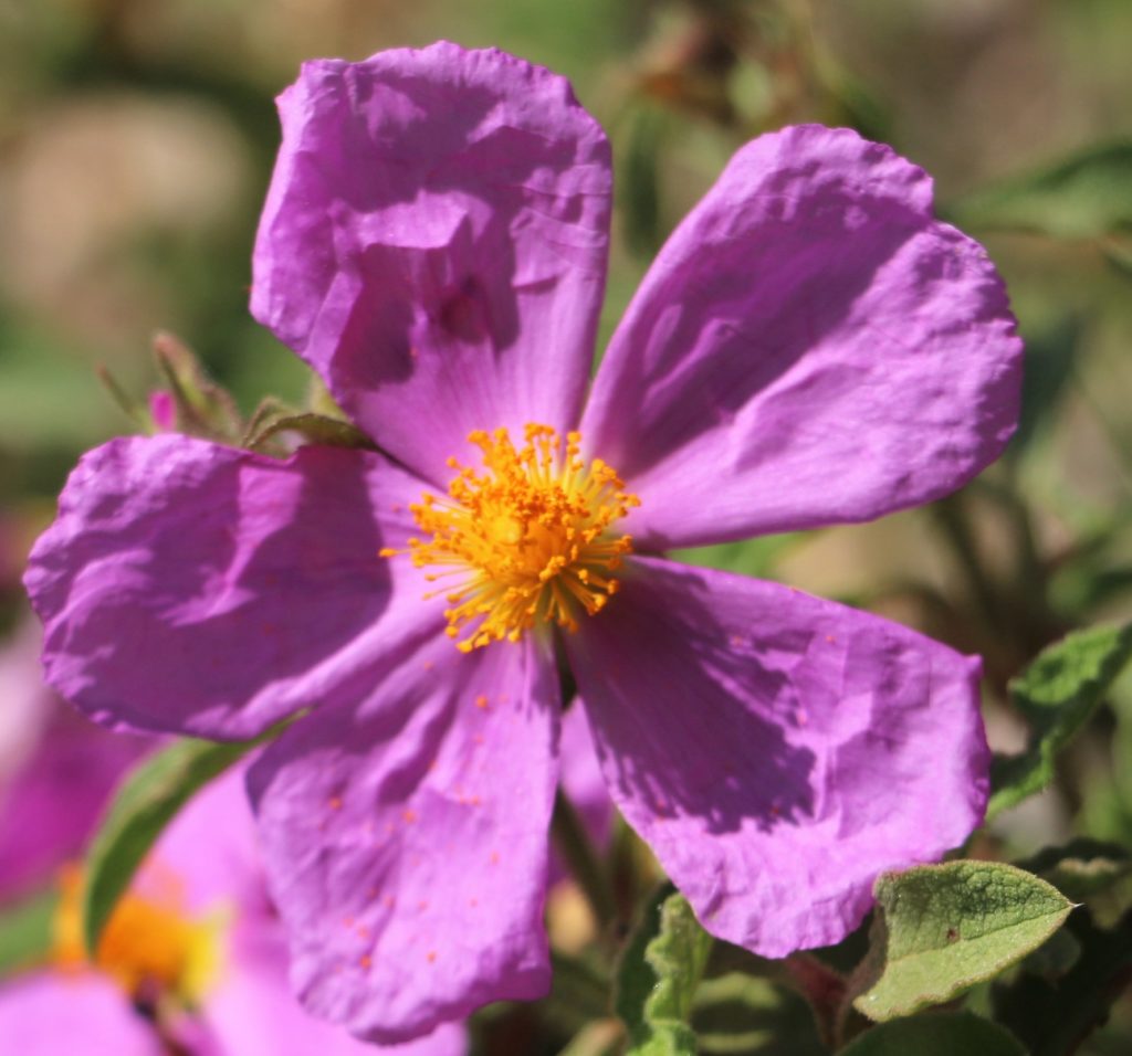 cistus-creticus-flora-cistacae