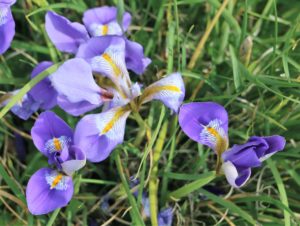Iris unguicularis. Algerian Iris.