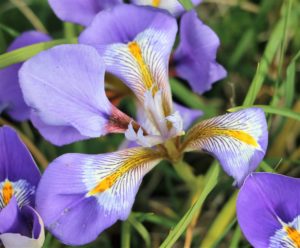 Iris unguicularis. Algerian Iris.