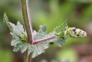 Salvia verbenaca.