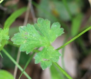 Ranunculus parviflorus.