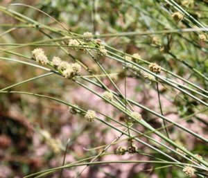 Carex illegitima.