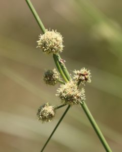 Carex illegitima.