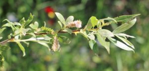 Salix pedicellata.