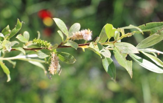 Salix pedicellata.