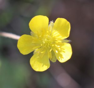Ranunculus paludosus.