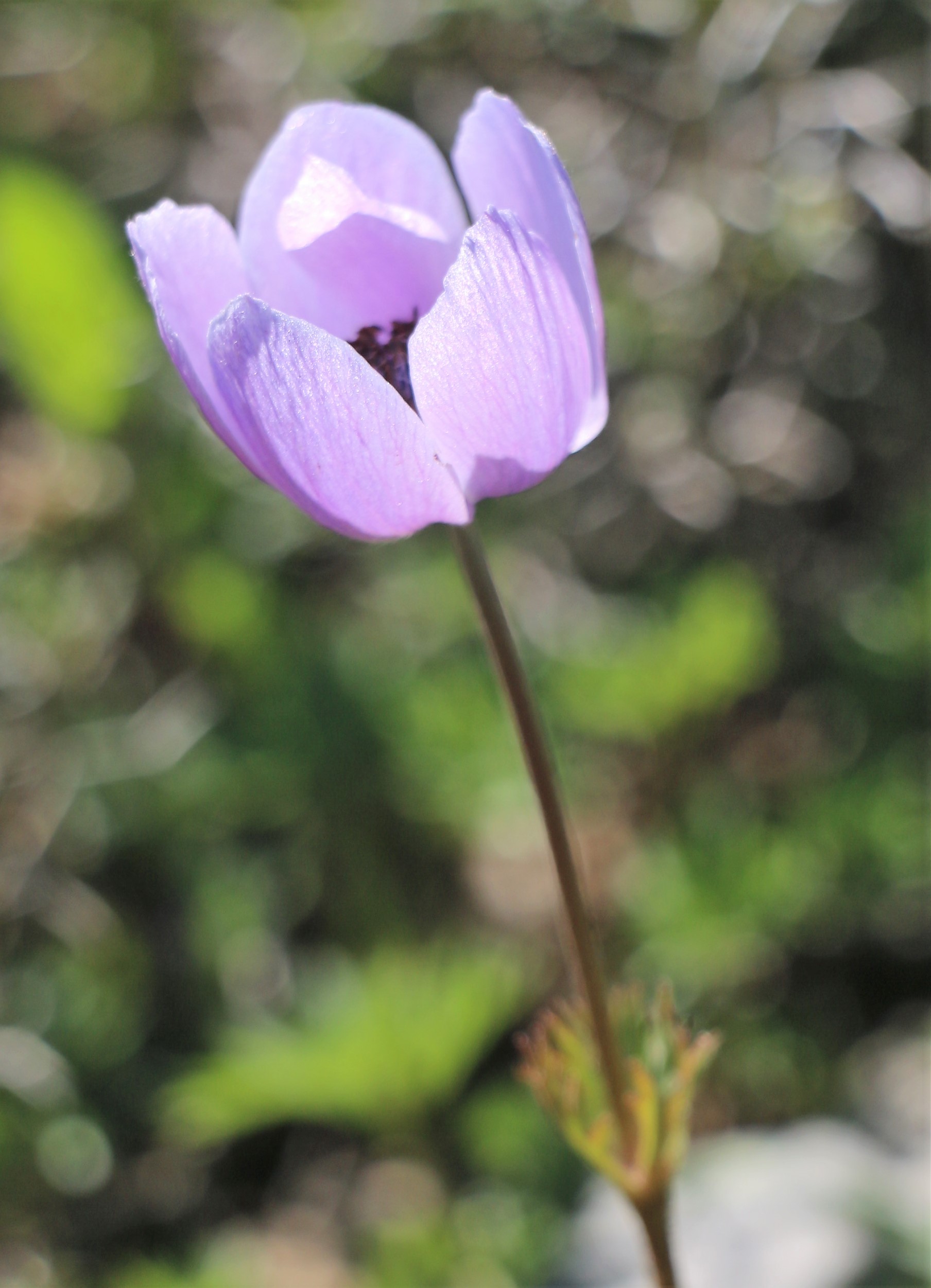 Tulipa saxatilis.