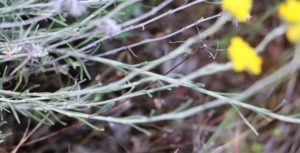 Helichrysum stoechas.