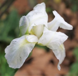 Iris albicans.