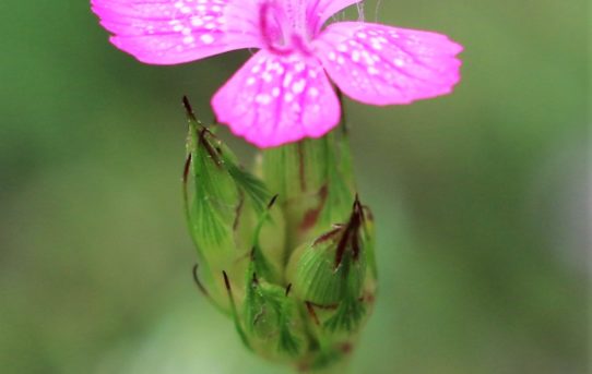 Dianthus deltoides.