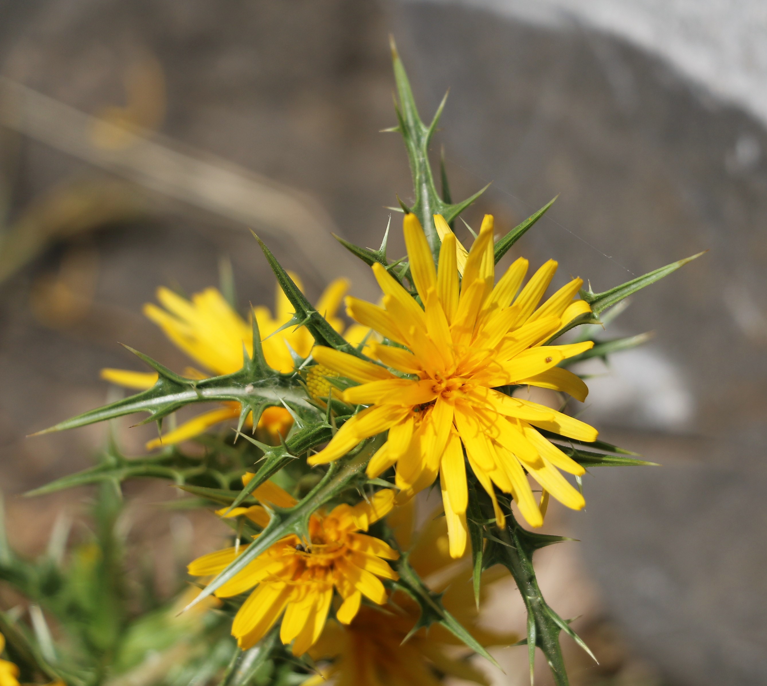Carthamus baeticus.