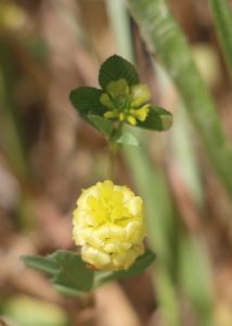 Trifolium campestre.