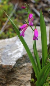 Gladiolus italicus.