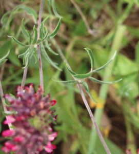 Anthyllis vulneraria ssp praepropera.