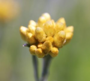 Helichrysum conglobatum.