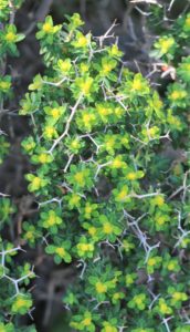 Euphorbia acanthothamnos.