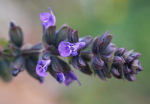 Salvia verbenaca.