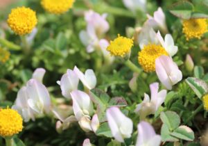 Trifolium uniflorum.