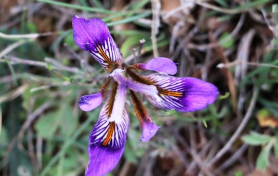 Iris cretensis.