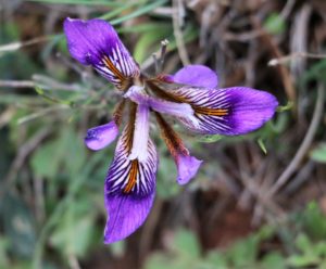 Iris cretensis.